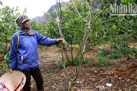 Một trong số những cây na trồng xen ổi đã chết tại vườn nhà ông Khổng Minh Hưng.