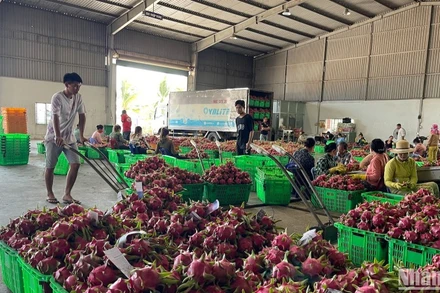 Thanh long xuất khẩu.