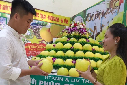 Bưởi Phúc Trạch được coi là đệ nhất danh quả được người tiêu dùng ưa chuộng bởi chất lượng sản phẩm và giá trị dinh dưỡng.