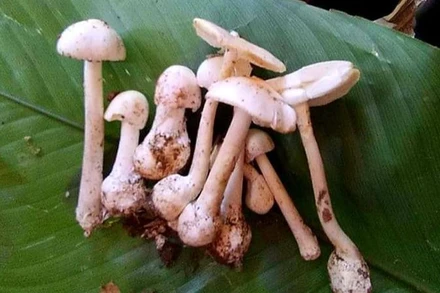 Loại nấm gây ngộ độc.