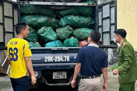 Xe ô-tô tải BKS 29K-204.78 vận chuyển 2.570kg xương động vật trên thùng xe, có dấu hiệu phân hủy, bốc mùi hôi thối.