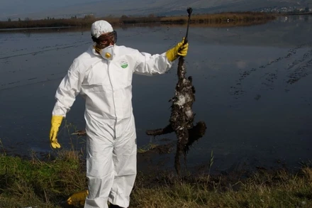 Một con sếu chết nghi nhiễm cúm gia cầm. Ảnh minh họa từ Tân Hoa xã.