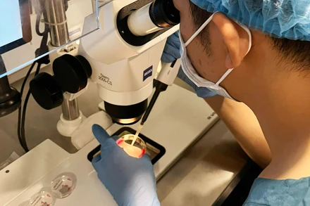 Chuyên viên phôi học tìm trứng non.