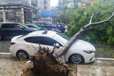 Cây đổ đè trúng ô-tô đang dừng đỗ. (Ảnh: NGỌC KHÁNH)