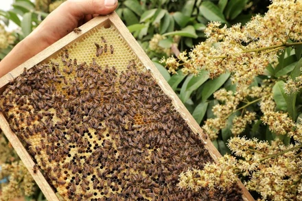 Là thủ phủ vải thiều chín sớm của huyện Tân Yên (Bắc Giang), xã Phúc Hòa hiện có trên 700ha vải. Thời điểm này vườn vải đều bung nở, thu hút hàng trăm đàn ong đến hút mật. (Ảnh: DANH LAM/TTXVN)