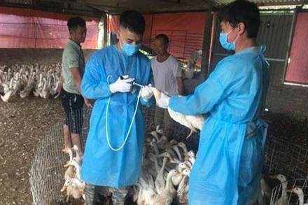 Cán bộ thú y Hà Nội tiêm phòng vaccine cho đàn gia cầm để phòng, chống dịch cúm gia cầm. (Ảnh: DUNG THU)