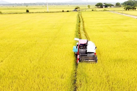 Mùa thu hoạch tại Đắk Nông.