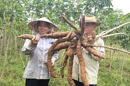 Nông dân huyện Bố Trạch, tỉnh Quảng Bình thu hoạch sắn.