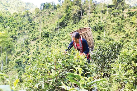 Người dân thôn Phìn Hồ, xã Thông Nguyên, huyện Hoàng Su Phì thu hái chè Shan tuyết cổ thụ.