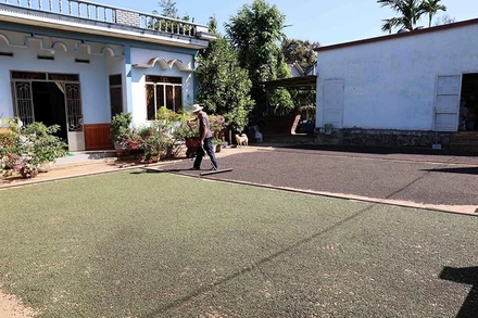 Nông dân huyện Cư Kuin (tỉnh Đắk Lắk) phơi hồ tiêu sau khi thu hoạch. (Ảnh TTXVN)