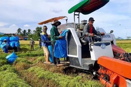 Hợp tác xã Nông nghiệp kinh doanh dịch vụ Hòa Phú, huyện Tây Hòa (Phú Yên) tập trung thu hoạch lúa hè thu. (Ảnh NGỌC HÂN)