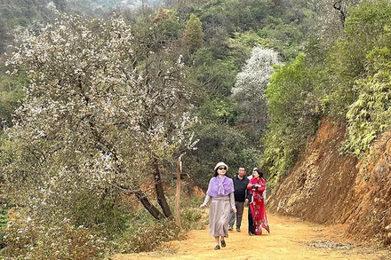 Du khách thưởng ngoạn mùa hoa sơn tra Nậm Nghẹp.