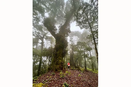 Khách du lịch trải nghiệm xuyên rừng Tà Xùa, huyện Bắc Yên, tỉnh Sơn La.