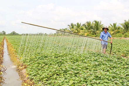 Ông Lê Văn Bé Tư tưới ruộng khoai lang bằng dụng cụ do nông dân tự sáng chế.