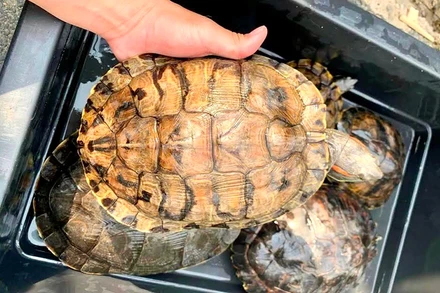 Rùa tai đỏ là loài xâm hại nguy hiểm, bị buôn bán nhiều ở Việt Nam. (Ảnh ENV)