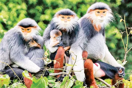 Tác phẩm “Voọc chà vá chân nâu” của nhiếp ảnh gia Huỳnh Văn Truyền (Đà Nẵng).