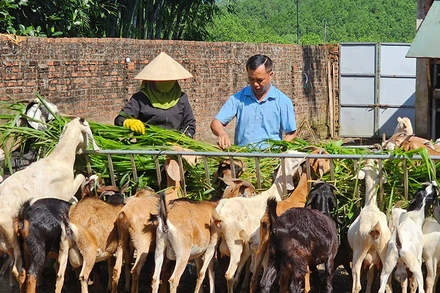 Mô hình nuôi dê sinh sản mang lại giá trị kinh tế cho hộ gia đình Phạm Viết Cao ở xã Quảng Tân, huyện Đầm Hà, tỉnh Quảng Ninh.