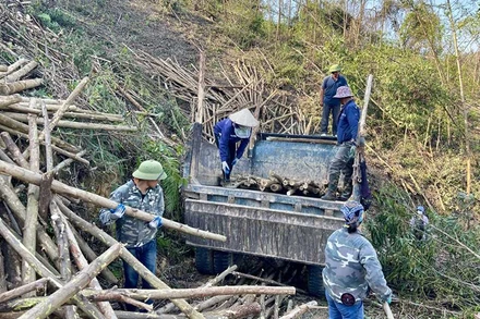 Các chủ rừng của tỉnh Quảng Ninh tận thu cây rừng bị gãy, đổ, phục hồi sản xuất. (Ảnh MINH HÀ)