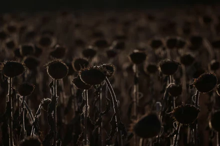 Hoa hướng dương bị chết khô trong đợt nắng nóng khi nhiệt độ lên tới hơn 36 độ C ở một cánh đồng gần Sankt Andrae, Áo.