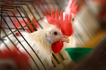 Gà tại trang trại xuất hiện cúm gia cầm bắt đầu được tiêu hủy. Ảnh: Reuters