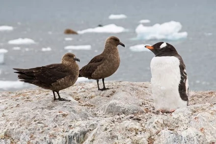 Chim biển skua và chim cánh cụt tại Nam Cực. (Nguồn: The Guardian)