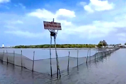 Khu vực ven biển Sông Đốc (huyện Trần Văn Thời, tỉnh Cà Mau) bao chiếm nuôi sò huyết trái phép bị buộc trả lại hiện trạng ban đầu.