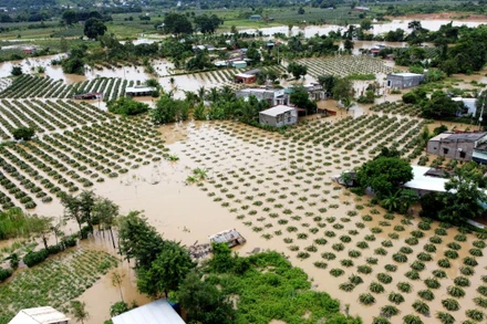 Hàng chục căn nhà cùng hàng trăm ha thanh long trên địa bàn xã Tân Lập và thị trấn Thuận Nam, huyện Hàm Thuận Nam (Bình Thuận) bị ngập úng do mưa lớn.