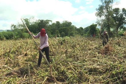 Nông dân huyện miền núi Hướng Hóa (Quảng Trị) khẩn trương thu hoạch sắn.