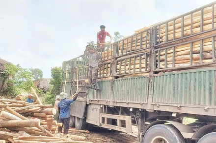 Năm nay, giá keo rừng trồng đạt ngưỡng cao nhất, người dân Sông Hinh phấn khởi mở rộng diện tích trên đất kém hiệu quả.