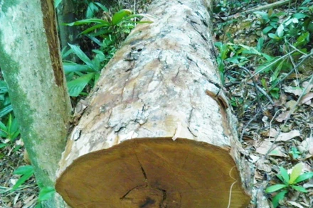 Cây gỗ tự nhiên trong lâm phận rừng phòng hộ Quảng Ninh bị khai thác trái phép. 