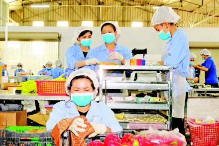 Sơ chế rau quả xuất khẩu tại Công ty TNHH sản xuất thương mại nông sản Phong Thúy, tỉnh Lâm Đồng. (Ảnh ANH TUẤN)