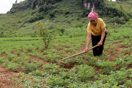 Người dân bản Quyết Tiến thị trấn Tủa Chùa chăm sóc cây lạc được hỗ trợ từ dự án.