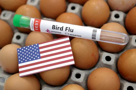 Ống xét nghiệm cúm gia cầm. Ảnh: Reuters