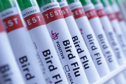Xét nghiệm cúm gia cầm. (Ảnh: Reuters)