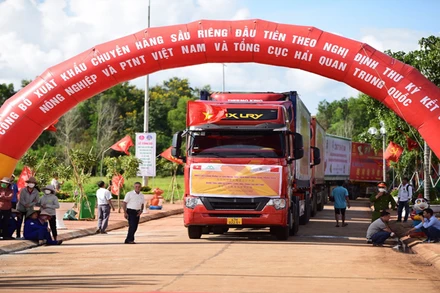 Xuất khẩu sầu riêng sang Trung Quốc.