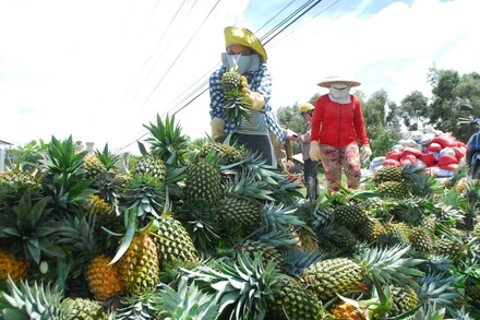 Người dân tỉnh Tiền Giang thu hoạch dứa. Ảnh Nguyễn Sự