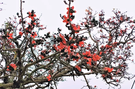 Hoa gạo nở rộ.