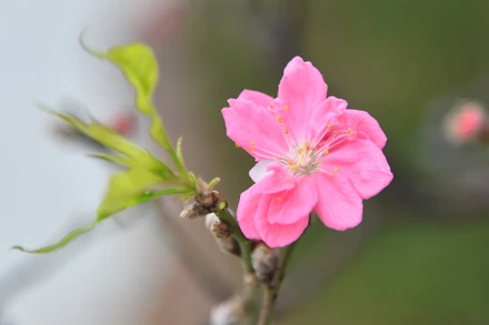 Hoa đào Nhật Tân nổi tiếng với một truyền thuyết đẹp: sau khi đánh đuổi quân xâm lược nhà Thanh, vua Quang Trung sai lính phi ngựa thần tốc ngày đêm mang cành đào Nhật Tân vào Phú Xuân để tặng Công chúa Ngọc Hân, thay thiệp báo tin mừng chiến thắng và cành đào tươi thắm cũng là lời nhắn gửi tình cảm tới công chúa.