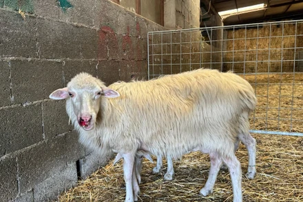 Một con cừu mắc bệnh lưỡi xanh ở Sardinia. Ảnh: Reuters.