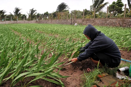 Nhiều diện tích hoa lay ơn trồng tại thôn Ngọc Lãng, xã Bình Ngọc, thành phố Tuy Hòa bị gió làm gãy gốc, hư hại nhiều.