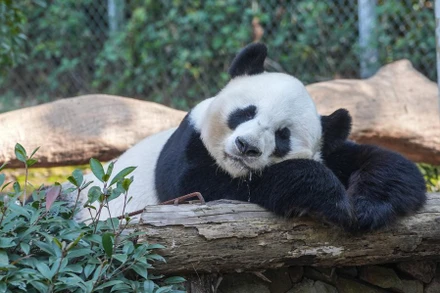 Gấu trúc khổng lồ Fu Hu ngủ trưa tại vườn thú ở Nam Kinh, thủ phủ tỉnh Giang Tô, Trung Quốc.