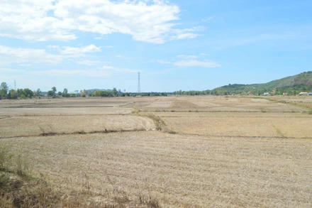 Hằng năm, tại vùng khô hạn Phổ Cường, Phổ Khánh (thị xã Đức Phổ) có khoảng 1.000 ha đất nông nghiệp bỏ hoang.