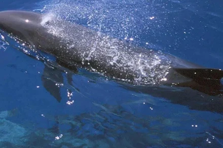 Cá voi sát thủ giả. Ảnh: Oceaninfo.