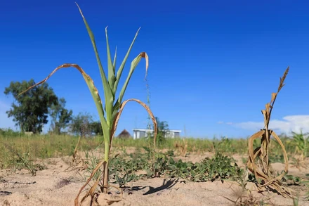 Những cánh đồng ngô héo úa ở Mumijo, quận Buhera, phía đông thủ đô Harare, Zimbabwe. Ảnh: Reuters
