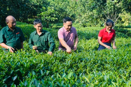 Hướng dẫn bà con thu hái chè sạch tại vườn. 