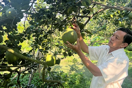 Ông Vương Thành Công (xã Tường Đa, huyện Châu Thành, tỉnh Bến Tre) chăm sóc vườn bưởi chuẩn bị bán Tết.