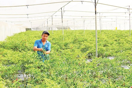 Mô hình trồng ớt chỉ thiên trong nhà lưới kết hợp tưới phun của thành viên Hợp tác xã nông nghiệp Thành Công, xã Ngọc Biên, huyện Trà Cú, tỉnh Trà Vinh.