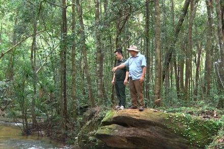 Cán bộ Vườn quốc gia Phú Quốc kiểm tra cánh rừng.