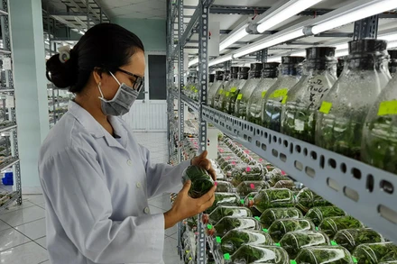 Nguồn nhân lực trình độ đại học trong lĩnh vực nông nghiệp đang trong tình trạng thiếu hụt. 