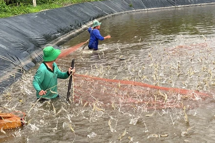 Nông dân thu hoạch tôm ở tỉnh Bến Tre.
